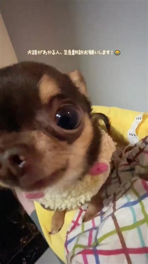 ずっと何かをお喋りしてくる お喋り大好きなチワワちゃん。 最後の表情、 「わかった？」って聞いてるみたい（笑）🐶 #チワワ #癒やし動画 #面白い動物 #お喋りペット #犬語