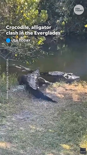 This crocodile is ruler of the swap! It was spotted hissing and snapping at an alligator in the Florida's Everglades. | USA TODAY Video