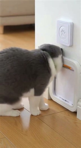 Genius Cat Uses Smart Button to Open Automatic Door #shorts #cat