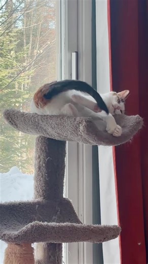 Delightful Cat Moments: Z Being Z