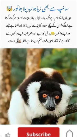 Fascinating Lemur Facts 🐒✨#Lemur #MadagascarWildlife #Primates #WildlifeConservation #EndangeredSpec