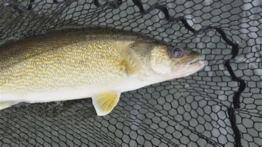 National Go Fishing Day sparks the question: Are they called 'walleye' or 'pickerel' fish?