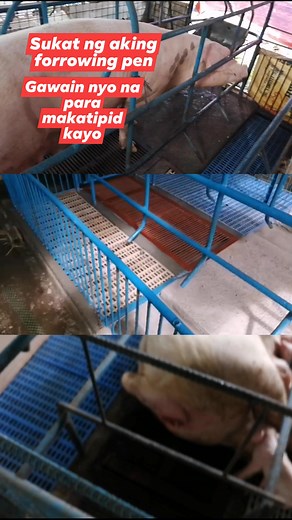 Sukat ng farrowing pen #amzikkifarm #pigfarmingguide #pigfarmingtips #pigfarming #mamapiggivingbirth #viralreels #viralvideo | AmZikki Farm