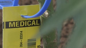 Florida lawmakers propose making medical marijuana cards free for veterans