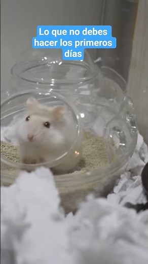 Things you shouldn't do with your hamster in the first few days. #hamster #hamsters #rodents