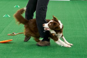 How to Teach Your Dog to Weave Through Your Legs