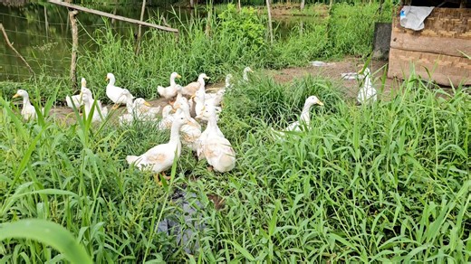 Breeding Grimaud Pekin Ducks! After a long while, I checked on our Grimaud Pekin Ducks which are raised in the farm early this morning. From an original flock of 28 breeders, I was only able to produce about 40 Ducklings. We're not very successful in breeding Pekin Ducks but we have to go on. In farming, setbacks are simply lessons to be learned! #FarmIsBestClassroom! | MannyPiñol