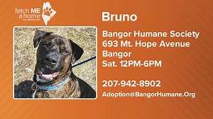 Fetch ME a Home: Bruno