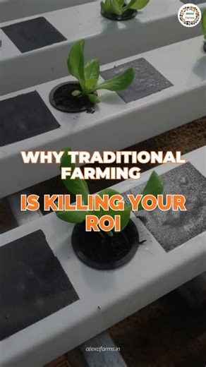 Alexa Farms - Farming Innovative for a changing world on Instagram: "Most people think farming is a “”gamble”” 🤔with nature. But at Alexa Farming, we believe it should be a calculated business. Traditional methods leave you at the mercy of the rain, the pests, and the middlemen. Our Controlled Environment Agriculture (CEA) puts the power back in your hands.😄 More yield. Less water. Higher Profits. That is the Alexa Edge. #AgriBusiness #SmartFarming #AlexaFarming #FarmingROI #AgriTech [ Greenho