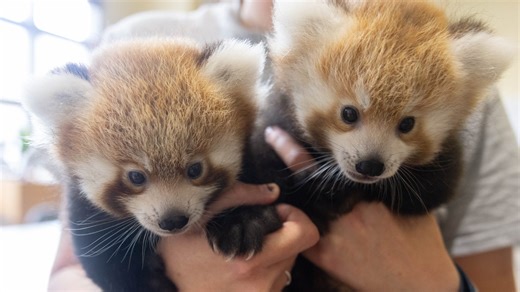 154K views · 9.1K reactions | New red panda cubs are melting hearts in Knoxville, Tennessee. | USA TODAY Video | Facebook
