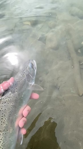 #flyfishing #fishing #flyfishalberta #dryflies #pmd #tightlines #catchandrelease #westerleaflyfishing | Westerlea Fly Fishing Company