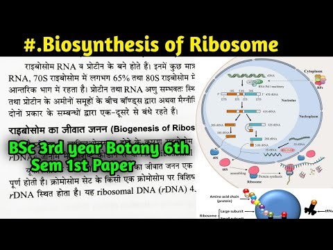 Biosynthesis of Ribosome || BSc 3rd year Botany 6th Semester first paper