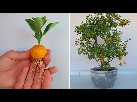 How to grow kumquats from kumquats Fruit for beginners