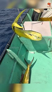 36K views · 365 reactions | The ocean never fails to surprise – another Mahi Mahi catch ⚡️#fishing #fishingvideos #fishingtime | Neerulagam | Facebook