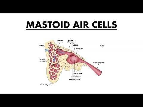MASTOID AIR CELLS