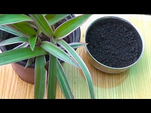 Boost Your Money Plant with Humic Acid | Home Gardening Tips