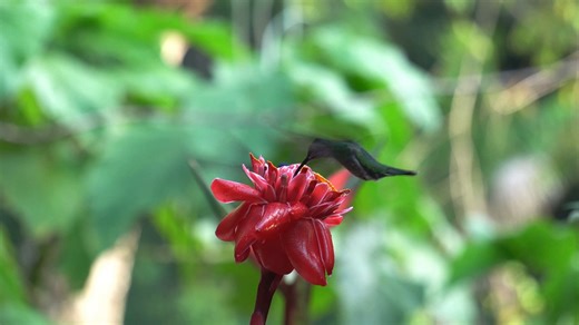 Hummingbird, Bird, Nature. Free Stock Video