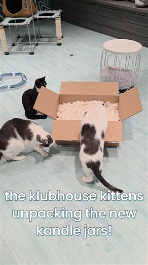 we have new jars! come check out the fun bubble and sonoma swirl jars from CandleScience Candle Making Supply | wicks&whiskers