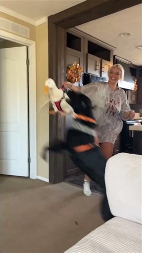 Black Labrador Jumps Excitedly to Play With Goose Friend