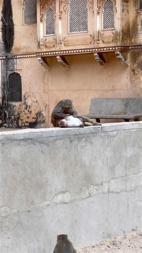 The Monkey Temple in Jaipur 🇮🇳