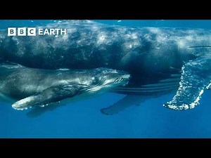 Orca Kidnaps Baby Humpback Whale | 4K UHD | Mammals | BBC Earth