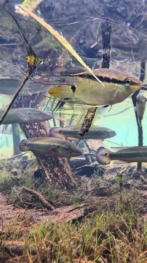 🐟 Underwater in the Amazon by Chris Lukhaup 🌊 The Tapajós River, Brazil Flowing through the heart of the Amazon, the Tapajós is a clearwater river famous for its blue-green tones and stunning biodiversity. 📍 Facts: *Formed by the Juruena and Teles Pires Rivers in Mato Grosso. *About 1,992 km (1,238 mi) long and drains nearly 490,000 km² of rainforest. *Joins the Amazon River near Santarém, where it can reach up to 25km wide *Home to 300 fish species, many found nowhere else. *Supports over 30