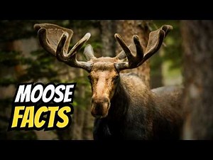 15 Things You Didn’t Know About Moose