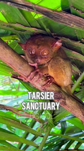 The Philippine Tarsier🙄 The Philippine Tarsier Sanctuary is an eco-tourism destination located in Corella, Bohol. It is where you can see and visit the smallest primates that are mostly found in Southeast Asia — tarsiers. This tourist attraction also has a visitor’s complex with an exhibition area, cafeteria, audiovisual room, research center full of tarsier-related information, library, conference rooms, and more that you can check to learn more about these small creatures. The Philippine Tars