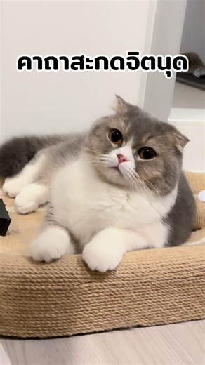 คลิปแมวน่ารักสุดฮา 2023