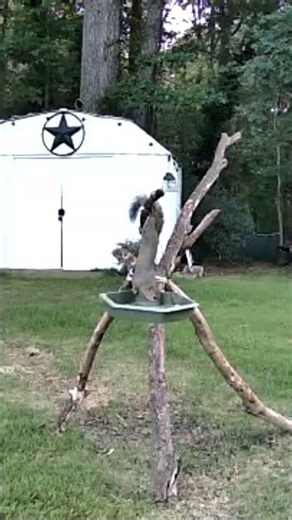 Squirrels, Need We Say More #Funny #Shorts ‪@ASMR‬ #wildtv #nature