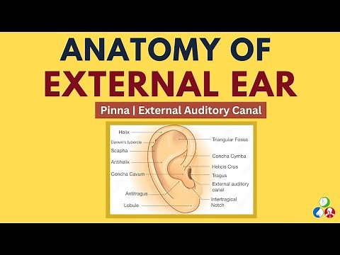 Anatomy of External Ear