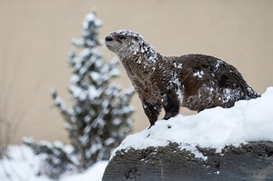 C’est aujourd’hui qu’on brise les mythes! Voici 5 faits méconnus à propos de nos parcs animaliers, pour qui le bien-être de leurs pensionnaires est une véritable vocation et où chacune de nos visites contribue à la préservation de la biodiversité et à la protection du règne animal. Zoo Ecomuseum: Seul zoo extérieur sur l’île de Montréal, il se dévoue entièrement à la faune québécoise. Tous ses résidents ont une histoire qui les empêche de retourner dans leur habitat naturel pour leur propre sécu