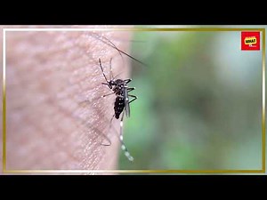 What is the Science Behind the Buzzing of Mosquitoes?