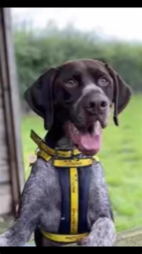Dogs Trust Merseyside has dozens of animals up for adoption. See if you could make their dreams come true 🙏🥰 | LiverpoolWorld