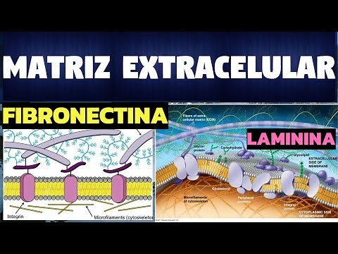 ALL ABOUT THE EXTRACELLULAR MATRIX | FUNCTIONS AND STRUCTURES |