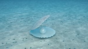 Pearl inside a seashell. Beautiful pearl in the shell on the seabed. Rays of sunlight shining from above penetrate deep clear blue water. Caustic effect in the seabed. Sunlight beams underwater. 4K