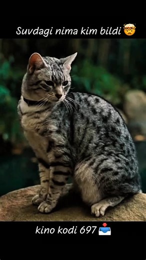 premyera kinolar💯 | Film kodi 697 bot silkasi profil shapkasida 👉 . . 2001년 개봉한 영화 “A Beautiful Mind”는 단순히 천재 수학자의 삶을 다룬 작품이 아니라, 인간이 내면의 혼란 속에서도 어떻게 사랑과 신뢰로... | Instagram