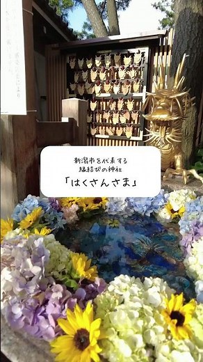 【新潟観光】新潟市を代表する縁結びの神社「白山神社」#shorts #新潟 #観光