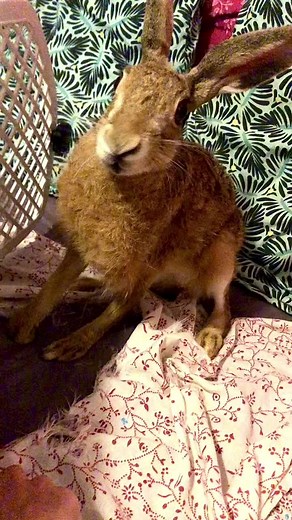 Petit tuto: comment déchirer un draps 😂 #fy #fyp #pourtoi #animal