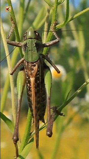 Locust Sounds | Big Locust In Grass