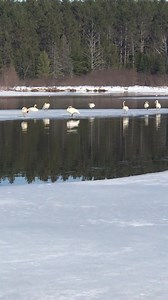 Go Beyond, With our feathered friends While all of us practice safe distancing and self quarantining the birds are free to roam as far as they wish! Most people from down south are honoring the north woods counties request to not visit the area. The locals are moving around on the nice days and enjoying our end of winter. Land O' Lakes residents, Norm and Cassandra Nass, found these swans, geese and ducks sharing a small section of open water on an area river. Enjoy the show. Soon, we will be op
