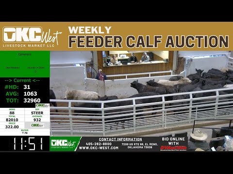 OKC West Livestock Market – Feeder Cattle Auction LIVE | 3,000+ Head | June 17