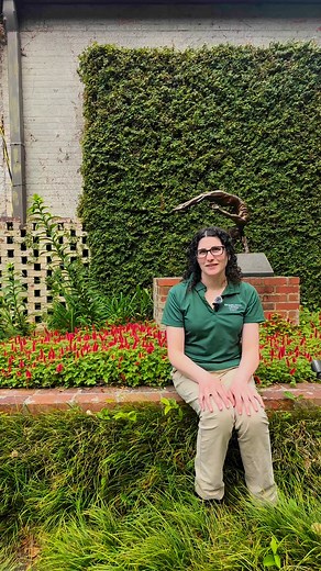 4.2K views · 84 reactions | Discover the stunning Red Cat’s Tail in our Gardens! These unique and vibrant blooms add a touch of whimsy to the Lower Left Wing.#RedCatsTail #GardenBeauty #NatureLovers #BotanicalGarden #GardenInspiration #BrookgreenGardens | Brookgreen Gardens | Facebook