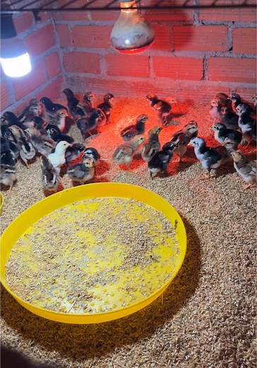 Gà con 10 ngày tuổi #gacon🐣 #dinhhuy #gachoivietnam #thucung #pet #dinhhuy85nt #gadonvietnam #chiken #channuoi