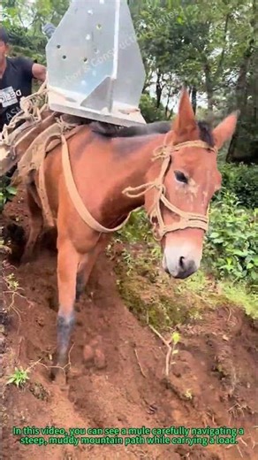 Mule Transport: Carrying Goods on Mountain Roads