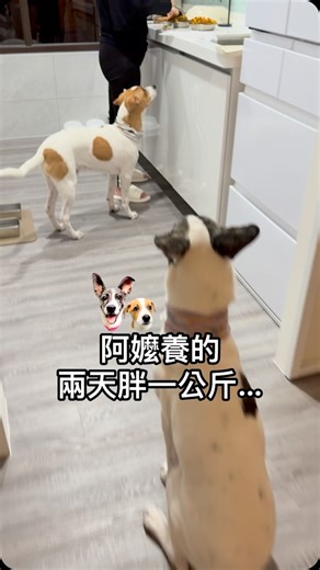 星座家族 雙魚座 | 處女座突然變大隻的原因🥹 後來我們兩天不在家給阿嬤帶娃 處女座馬上胖整整一公斤🤫 上次打疫苗第二劑 醫生還說有點肉了喔⋯⋯ d170 | Instagram