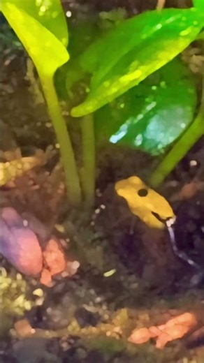 Bumblebee The poisonous Dart Frog #nature