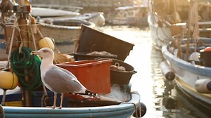 Electric Plasma, Youtube