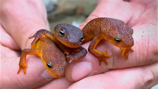 The hidden dangers behind toxic newts