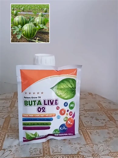 Bộ phân bón Buta Live giúp dưa leo, dưa hấu lớn trái nhanh và chắc ruột